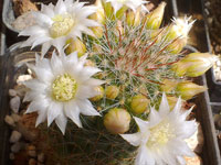 Mammillaria zeilmanniana v. albiflora